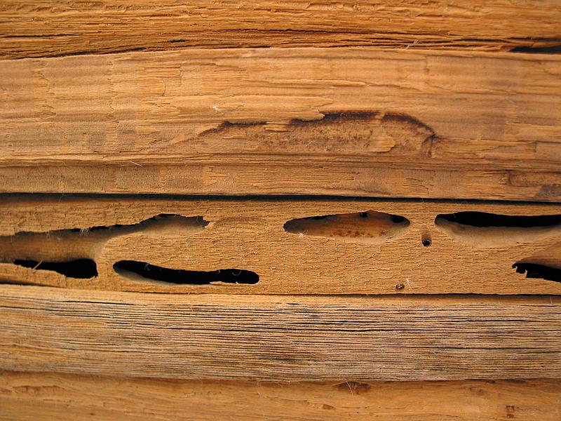 Saguaro Ribs.jpg