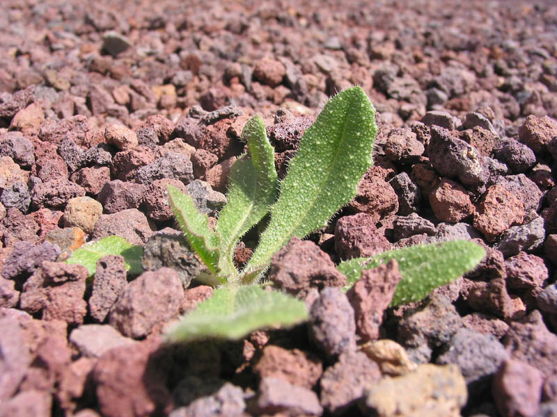 A Weeds Life