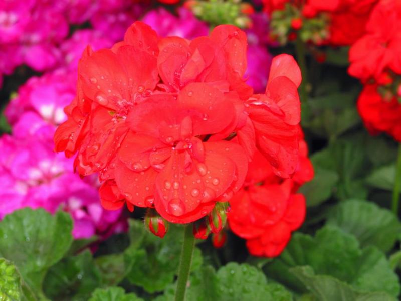 Flower from the Market