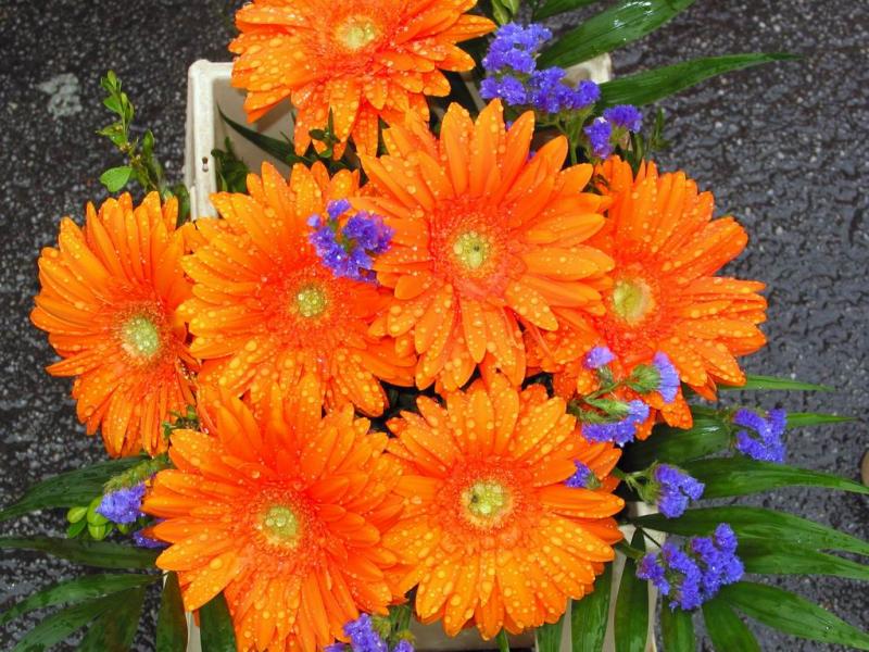 Flower from the Market 2