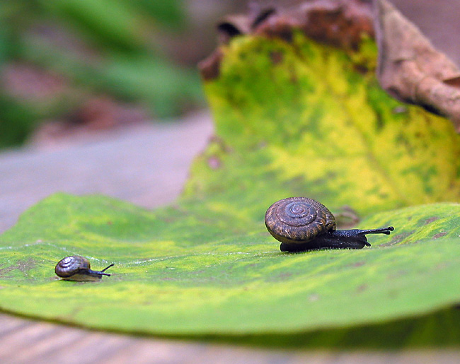 Mommy, wait up!