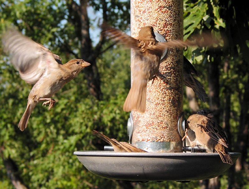 Sparrows
