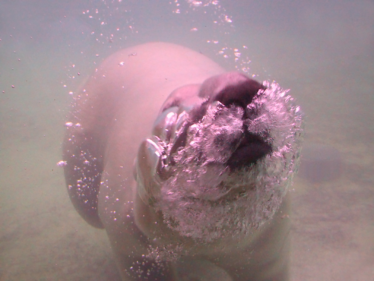 Polar Bear