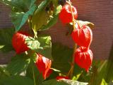 Chinese Lanterns