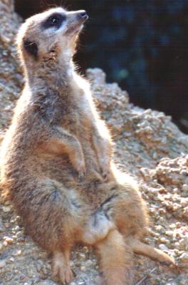Meerkat