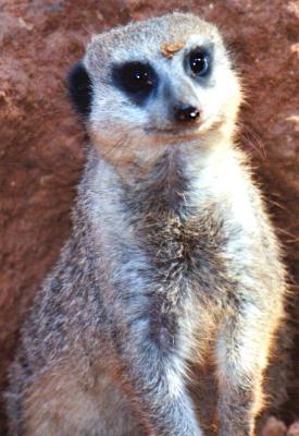 Meerkat