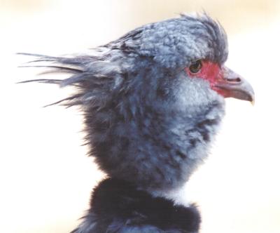 Crested Screamer