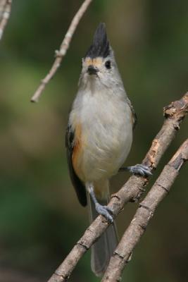 Black-crested titmouse