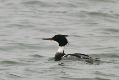 Red-breasted Merganser