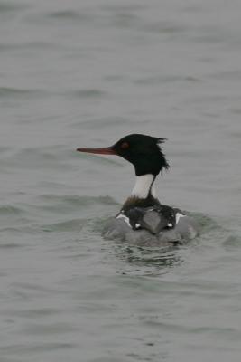 Red-breasted Merganser