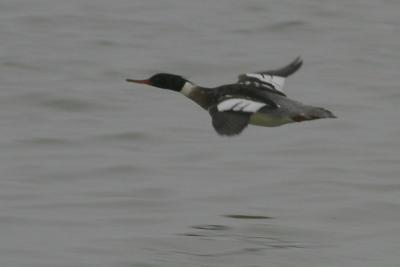 Red-breasted Merganser