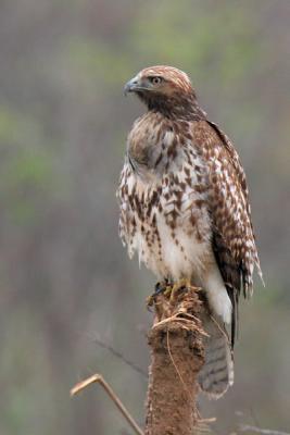 Red-tailed Hawk