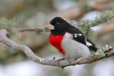 Rose-breasted Grosbeak