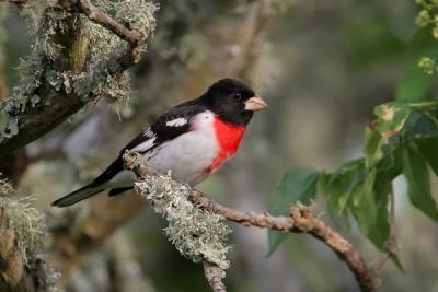 Rose-breasted Grosbeak