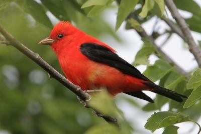 Scarlet Tanager