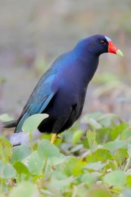 Purple Gallinule