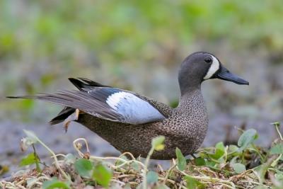 Blue-winged Teal