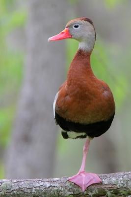 Black-bellied Whistling-Duck