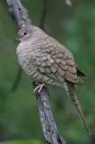 Inca Dove