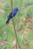 Blue Grosbeak