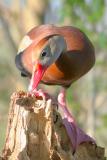 Black-bellied Whistling-Duck