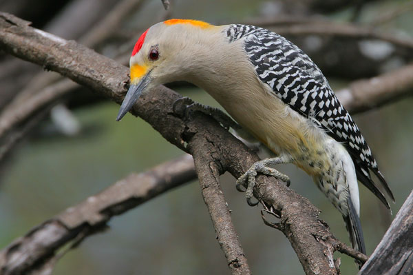 Golden-fronted Woodpecker