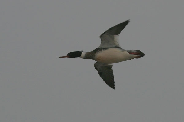 Red-breasted Merganser