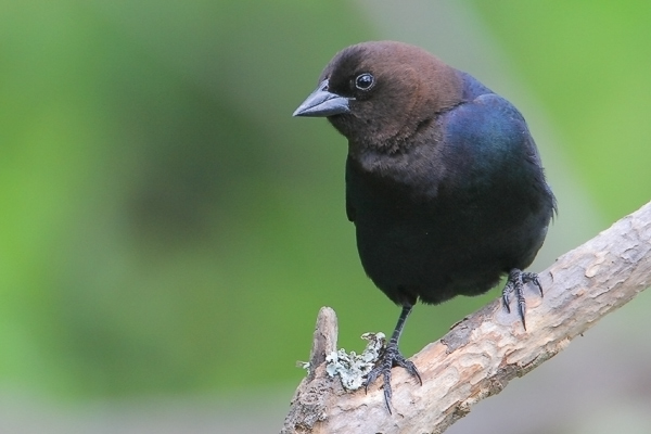 Brown-headed Cowbird