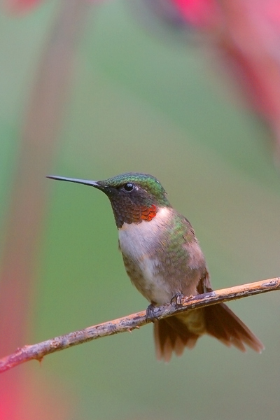 Ruby-throated Hummingbird