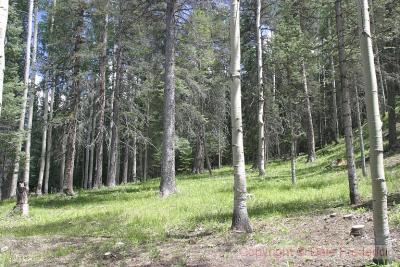 This is another image of the backyard and is looking Northeast.