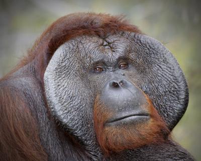 Orangutan