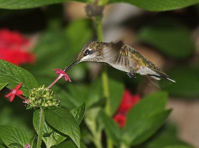 Hummingbird