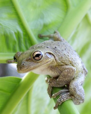 Frog II
