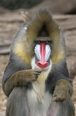 Mandrill