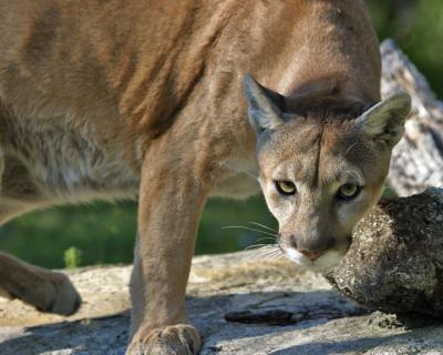 Panther