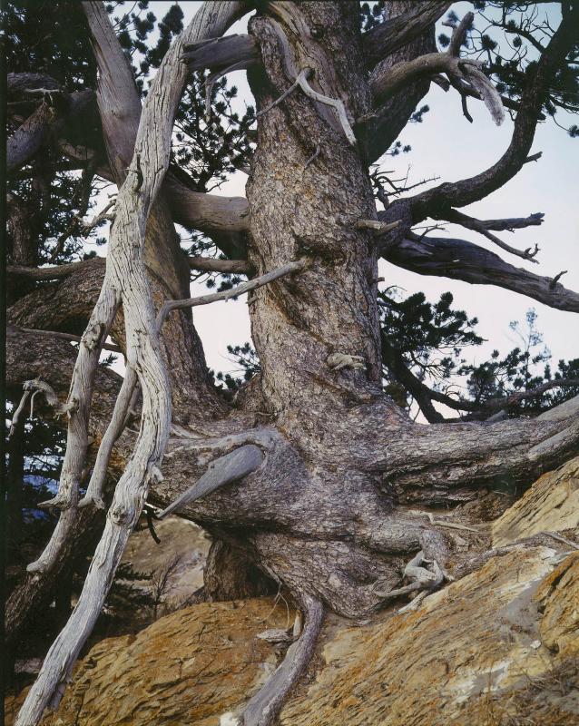 The oldest tree in Alberta, 1100+ years, Whirlpool point