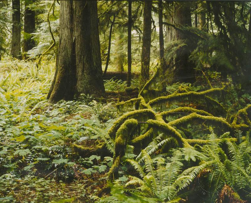 Vancouver Island forest