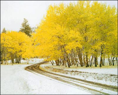 Aspens, first snowfall, near Cache Creek B.C.