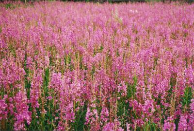 fireweed. Dempster Highway, Yukon