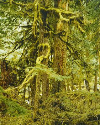 Tamihi forest, near Chilliwack, B.C.