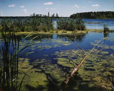 Wetlands. Elk Island National Park, Alberta