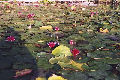Waterlilies. Dutch Lake, Clearwater B.C
