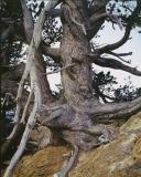 The oldest tree in Alberta, 1100+ years, Whirlpool point