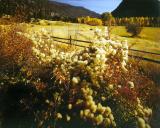 Travellers Joy, Similkimeen Valley, Princeton, B.C.