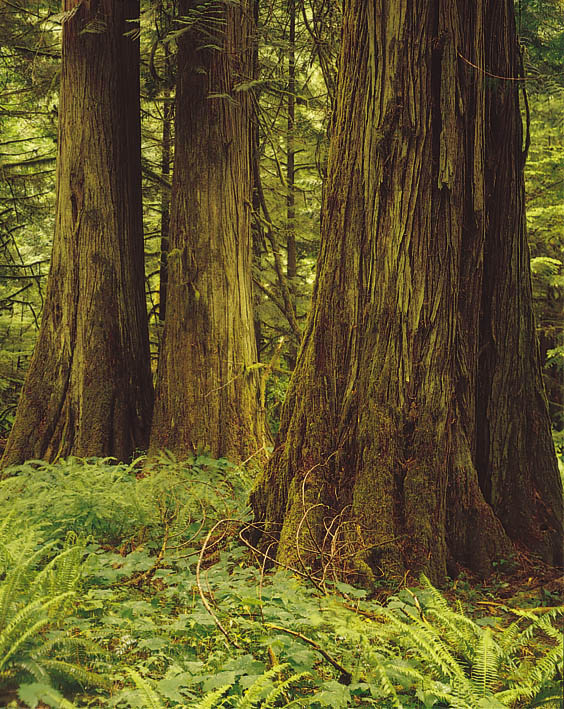 Cedar forest,  Vancouver Island