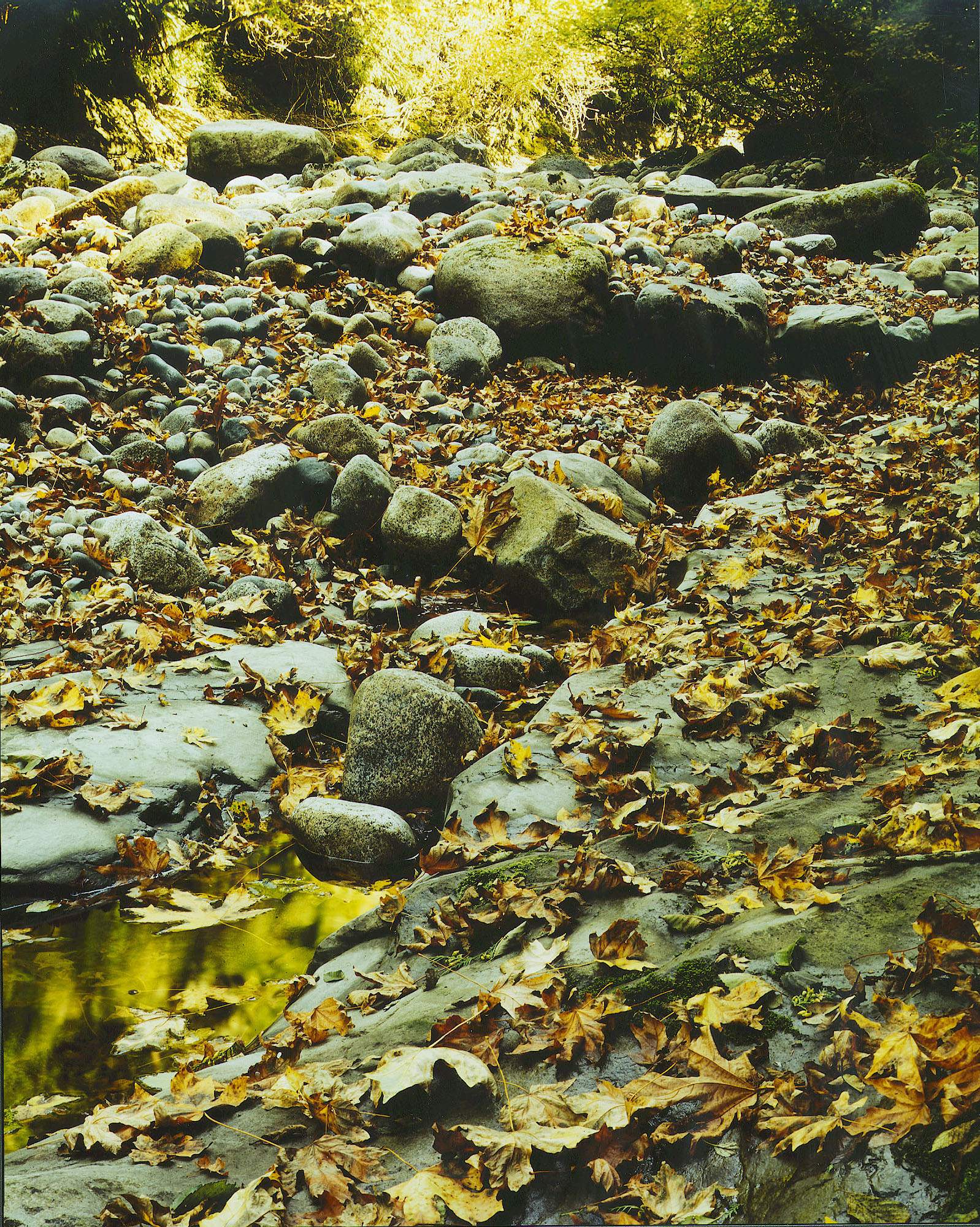 Kanaka Creek, Maple Ridge, B.C.