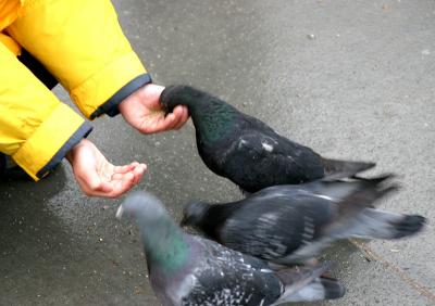 FEEDING