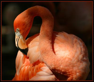 u17/davechilvers/medium/5547080.Flamingo.jpg