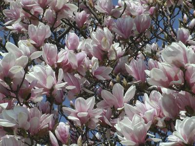Magnolia origianal.jpg