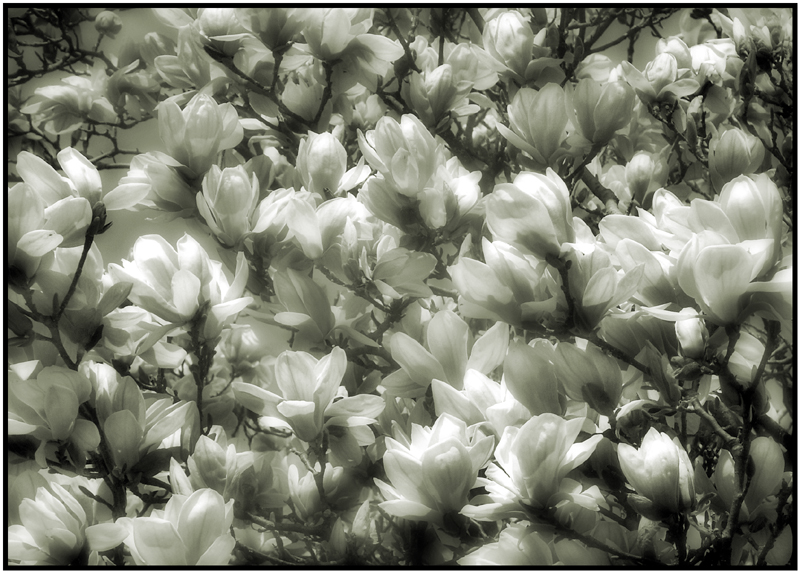 Magnolias.jpg